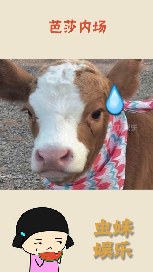 娱乐吃瓜酱爸爸的宠物